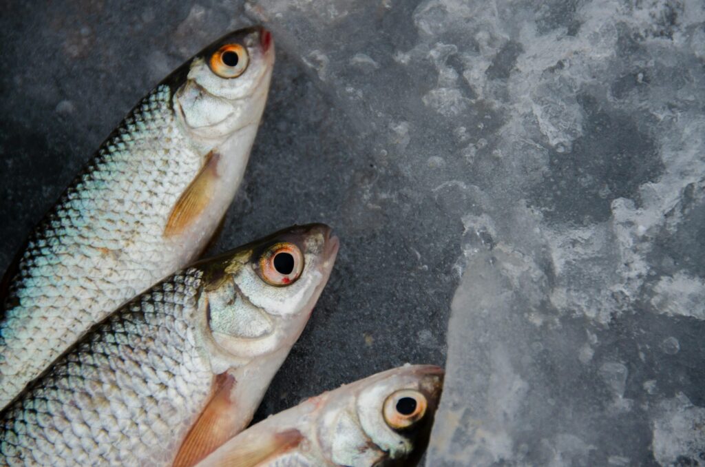 A fish rots from the head — an update